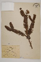 藏品(臺灣冷杉)的圖片