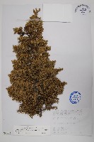 藏品(香青)的圖片