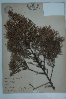 藏品(側柏)的圖片
