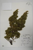 藏品(清水圓柏)的圖片