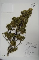 藏品(清水圓柏)的圖片