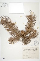 藏品(杉木)的圖片