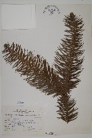 藏品(杉木)的圖片