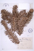 藏品(杉木)的圖片