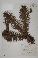 藏品(杉木)的圖片