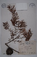 藏品(臺灣黃杉)的圖片