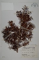 藏品(臺灣紅豆杉)的圖片