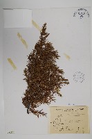 藏品(刺柏)的圖片