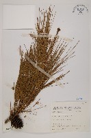 藏品(馬尾松)的圖片