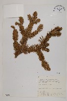 藏品(臺灣冷杉)的圖片