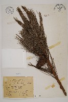 藏品(臺灣二葉松)的圖片