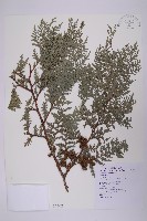 藏品(紅檜)的圖片