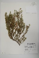 藏品(刺柏)的圖片