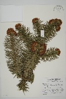 藏品(杉木)的圖片