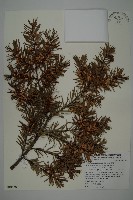 藏品(臺灣黃杉)的圖片