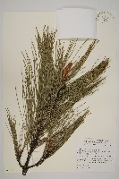 藏品(臺灣二葉松)的圖片