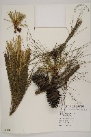 藏品(馬尾松)的圖片