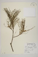 藏品(臺灣華山松)的圖片