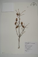 藏品(臺灣鐵杉)的圖片