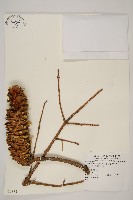 藏品(雲南油杉、杉松)的圖片
