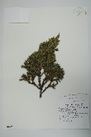 藏品(香青)的圖片