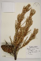 藏品(臺灣華山松)的圖片