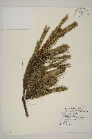 藏品(臺灣二葉松)的圖片