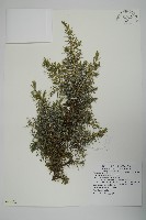 藏品(刺柏)的圖片