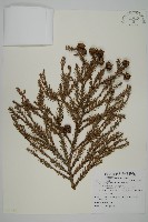 藏品(柳杉)的圖片