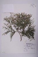 藏品(台灣肖楠)的圖片