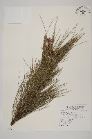 藏品(馬尾松)的圖片