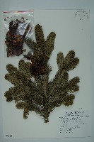 藏品(臺灣冷杉)的圖片