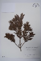 藏品(日本粗榧)的圖片