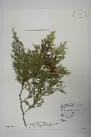 藏品(台灣肖楠)的圖片