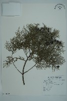 藏品(側柏)的圖片