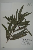 藏品(叢花百日青)的圖片