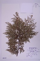 藏品(紅檜)的圖片