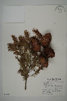 藏品(臺灣黃杉)的圖片