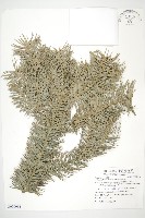 藏品(杉木)的圖片