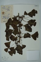 藏品(銀杏)的圖片