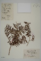 藏品(紅豆杉)的圖片