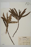 藏品(大葉羅漢松)的圖片