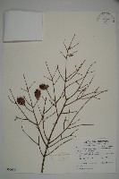 藏品(臺灣鐵杉)的圖片