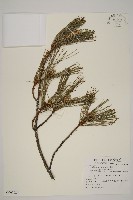 藏品(臺灣二葉松)的圖片