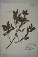 藏品(竹柏)的圖片