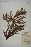 藏品(柳杉)的圖片