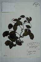 藏品(小葉買麻藤)的圖片