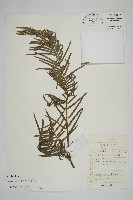 藏品(三尖杉)的圖片