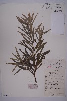 藏品(狹葉羅漢松)的圖片