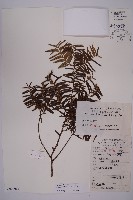 藏品()的圖片